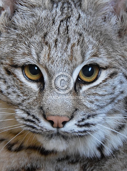 Bobcat