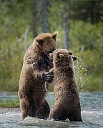 Young mom and year old cub playing in the water