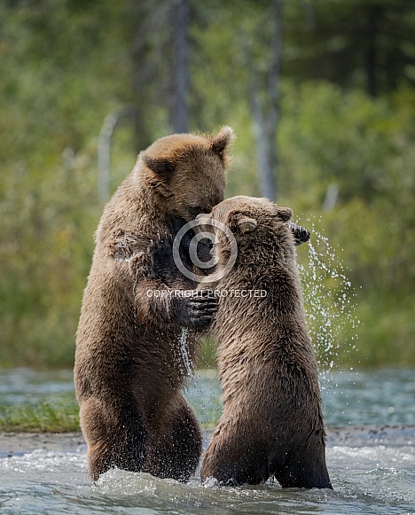 Young mom and year old cub playing in the water Young mom and year old cub playing in the water