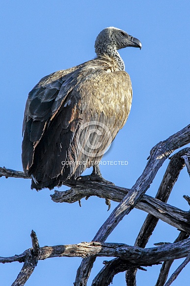 Hooded Vulture (Necrosyrtes monachus)