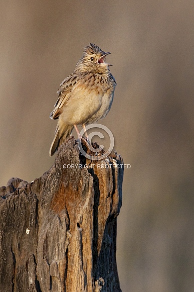 Rufousnaped Lark - Namibia Rufousnaped Lark - Namibia