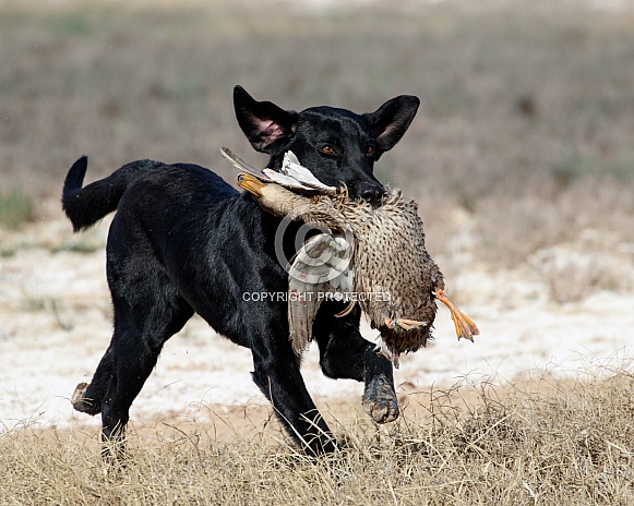Black Labrador retriever during a duck hunt test Black Labrador retriever during a duck hunt test
