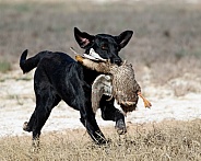 Black Labrador retriever during a duck hunt test