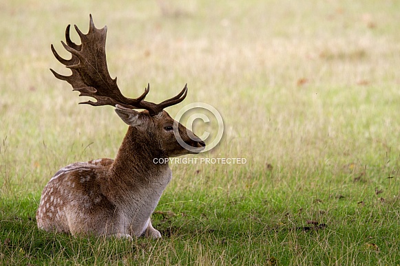 Fallow deer