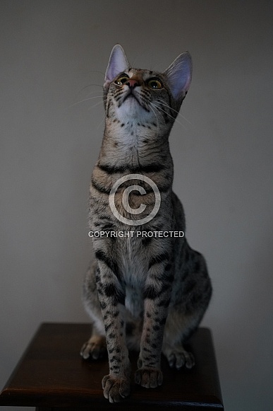 Savannah Cat