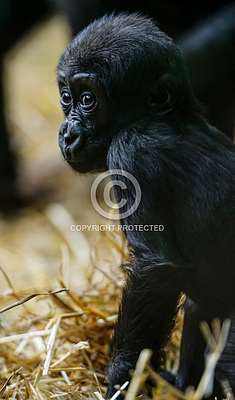 Baby Gorilla Baby Gorilla
