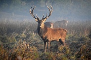 Red Deer Stag