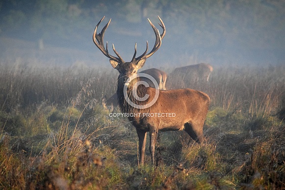 Red Deer Stag Red Deer Stag