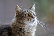tabby domestic long-haired cat