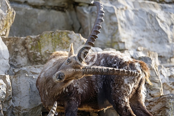 Ibex scratching back Ibex scratching back