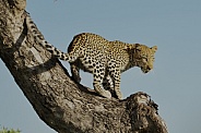 Leopard descending tree