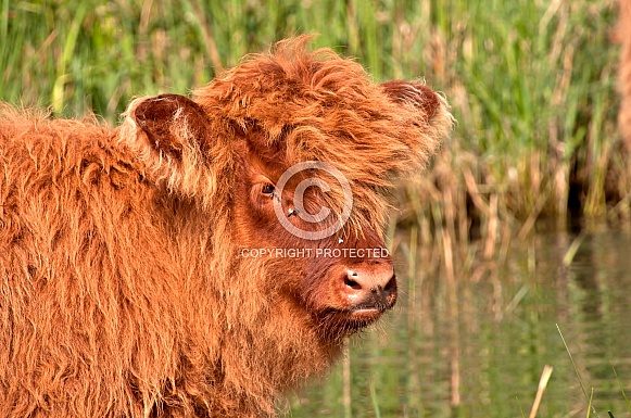 Highland cattle
