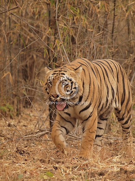 Bengal Tiger Bengal Tiger