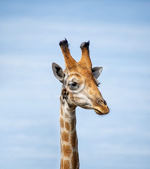 Giraffe And Oxpeckers