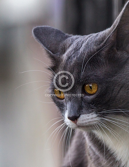 Grey and White Cat