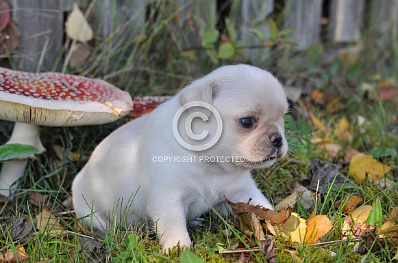 Pug Puppy