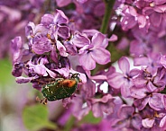 The Rose Chafer Beetle on Lilac