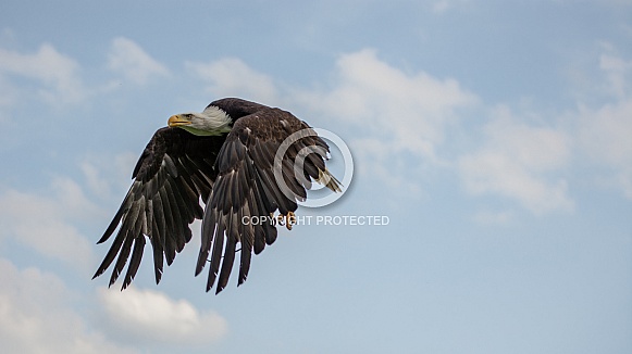 Bald Eagle in flight