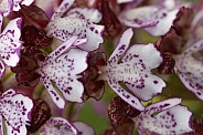 Lady orchid - flowers close up