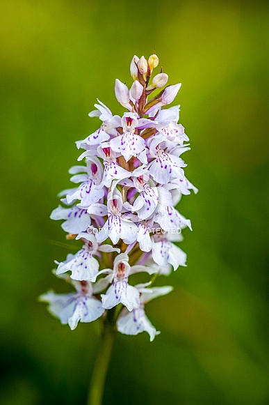 Common Spotted Orchid