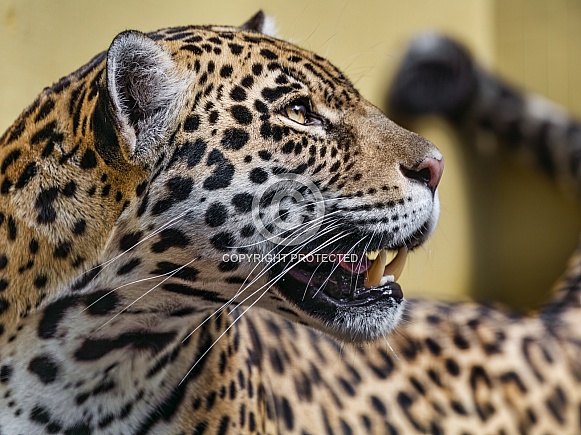 Profile of a jaguar