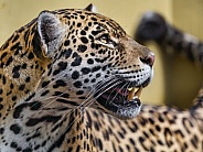 Profile of a jaguar