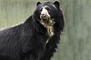 Andean Bear Standing Tall