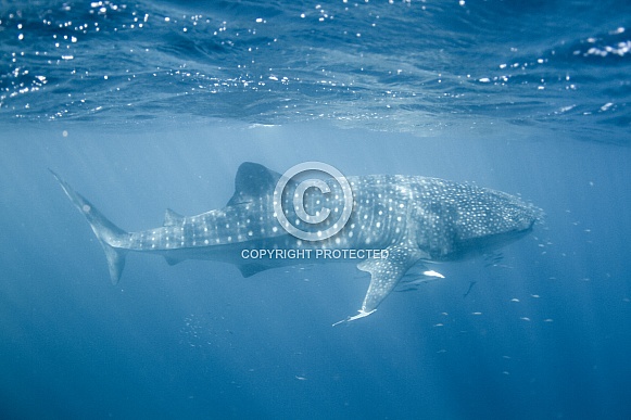Whale Shark Whale Shark