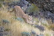 Puma (Puma concolor)