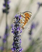 Orange Fritillary Butterfly