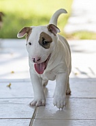 Happy bull terrier puppy outside playing