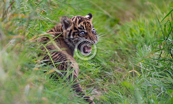 Sumatran Tiger Cub Calling