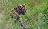 Sumatran Tiger Cub Calling