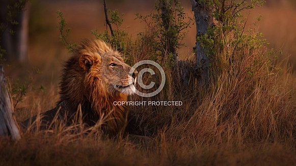 African lion portrait