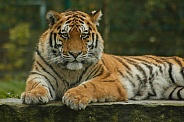 Amur Tiger Lying Down Looking At Camera