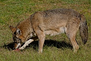 Red Wolf