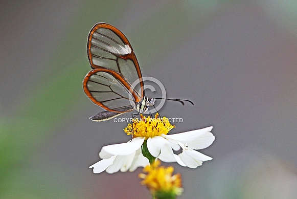 Glasswing Butterfly