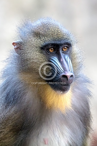 Mandrill (Mandrillus sphinx) Mandrill (Mandrillus sphinx)