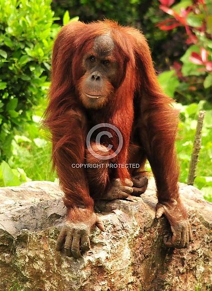 Orang Utan Orang Utan