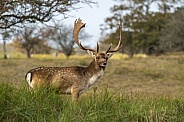 Fallow Deer