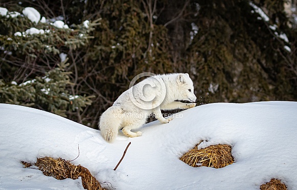 Arctic Fox in heavy snow