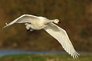 Bewick's Swan in Flight