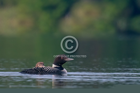 Common Loon (Gavia immer)