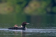 Common Loon (Gavia immer)