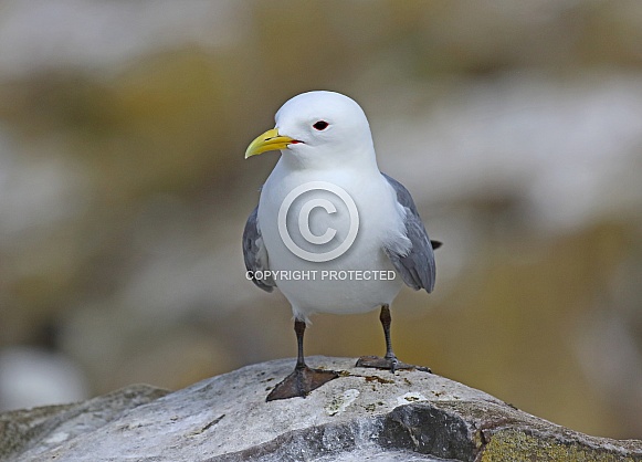 Kittiwake Kittiwake