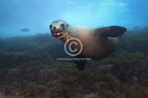 Sea Lion