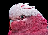 Portrait of a galah parakeet