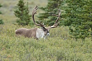 The reindeer or caribou (Rangifer tarandus)