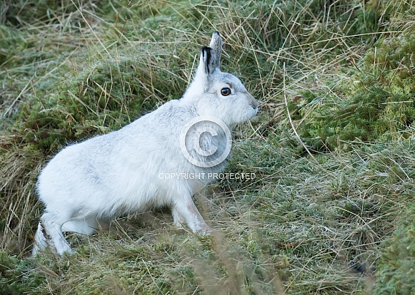 Mountain Hare on the Move