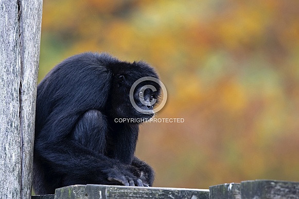 Spider monkey (Ateles fusciceps rufiventris)